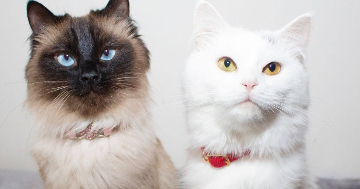 Petburada Shop 9 Petburada Shop -Petburada Shop 21