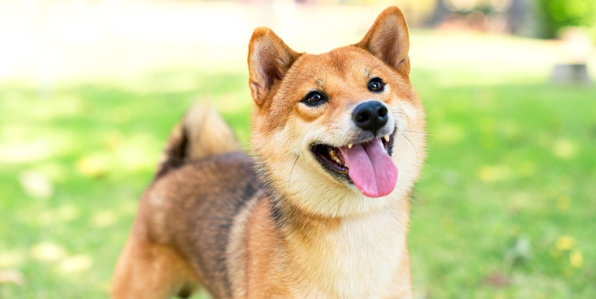 Petburada Shop 10 Petburada Shop -Petburada Shop 23